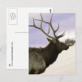 Elk Briefkaart (Voorkant / Achterkant)