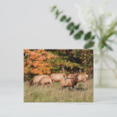 Elk Briefkaart (Staand voorkant)