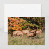 Elk Briefkaart (Voorkant / Achterkant)