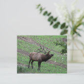 Elk Briefkaart (Staand voorkant)