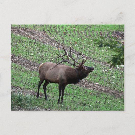 Elk Briefkaart (Voorkant)