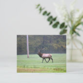 Elk Briefkaart (Staand voorkant)