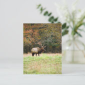 Elk Briefkaart (Staand voorkant)