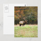 Elk Briefkaart (Voorkant / Achterkant)