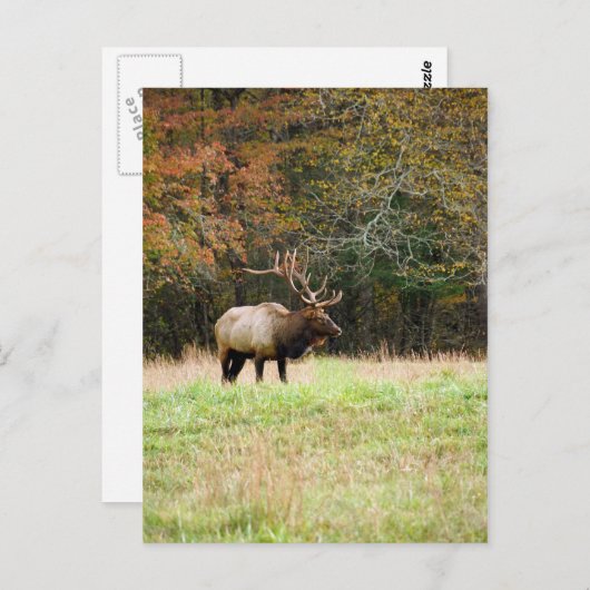 Elk Briefkaart (Voorkant / Achterkant)