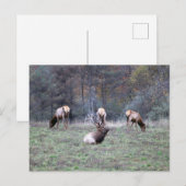 Elk Briefkaart (Voorkant / Achterkant)