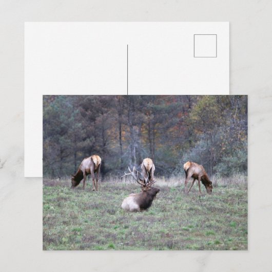 Elk Briefkaart (Voorkant / Achterkant)