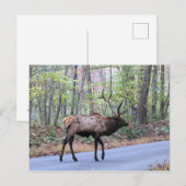 Elk Briefkaart (Voorkant / Achterkant)