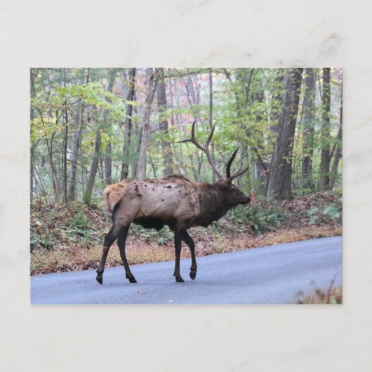 Elk Briefkaart (Voorkant)