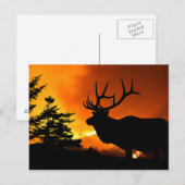 Elk Briefkaart (Voorkant / Achterkant)