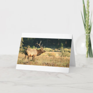 Elk Buck Kaart