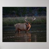 Elk Bugling Poster (Voorkant)
