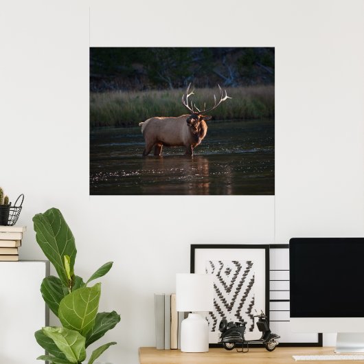 Elk Bugling Poster (Thuiskantoor)