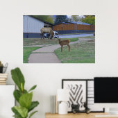Elk Bull en Calf Poster (Thuiskantoor)