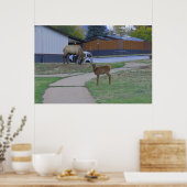 Elk Bull en Calf Poster (Keuken)