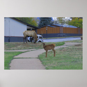 Elk Bull en Calf Poster