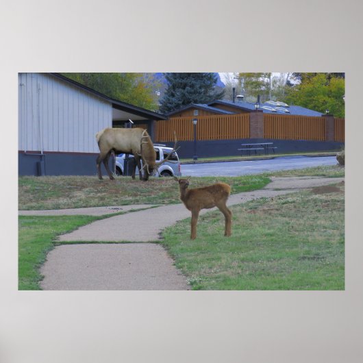 Elk Bull en Calf Poster (Voorkant)