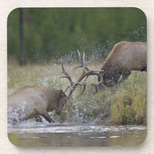 Elk Bulls vechtend, Yellowstone NP, Wyoming Bier Onderzetter (Voorkant)