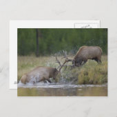 Elk Bulls vechtend, Yellowstone NP, Wyoming Briefkaart (Voorkant / Achterkant)