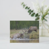 Elk Bulls vechtend, Yellowstone NP, Wyoming Briefkaart (Staand voorkant)