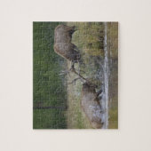 Elk Bulls vechtend, Yellowstone NP, Wyoming Legpuzzel (Verticaal)