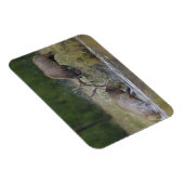 Elk Bulls vechtend, Yellowstone NP, Wyoming Magneet (Rechterzijde)