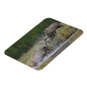 Elk Bulls vechtend, Yellowstone NP, Wyoming Magneet (Linkerzijde)