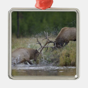 Elk Bulls vechtend, Yellowstone NP, Wyoming Metalen Ornament