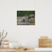 Elk Bulls vechtend, Yellowstone NP, Wyoming Poster (Keuken)
