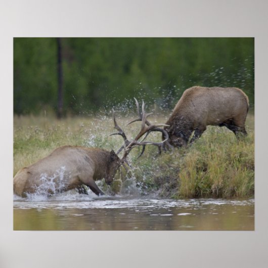 Elk Bulls vechtend, Yellowstone NP, Wyoming Poster (Voorkant)