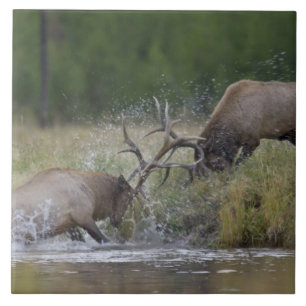 Elk Bulls vechtend, Yellowstone NP, Wyoming Tegeltje