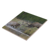 Elk Bulls vechtend, Yellowstone NP, Wyoming Tegeltje (Zijkant)