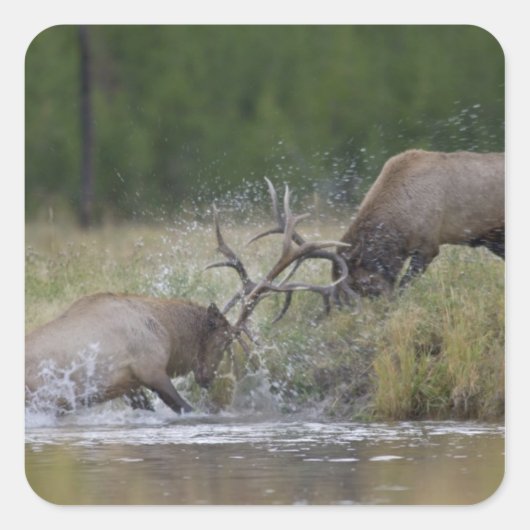 Elk Bulls vechtend, Yellowstone NP, Wyoming Vierkante Sticker (Voorkant)