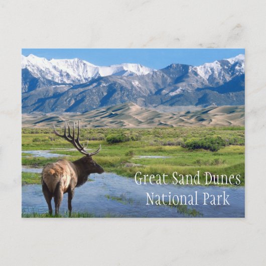 Elk by Creek Great Sand Dunes NP Briefkaart (Voorkant)
