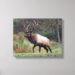 Elk Canvas Afdruk