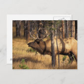 elk, Cervus elaphus, bull bugles in een verbrand Briefkaart (Voorkant / Achterkant)