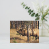 elk, Cervus elaphus, bull bugles in een verbrand Briefkaart (Staand voorkant)