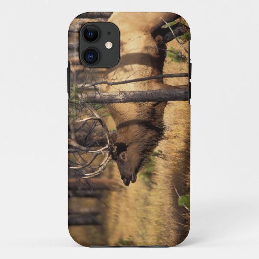 elk, Cervus elaphus, bull bugles in een verbrand Case-Mate iPhone Case (Achterkant)