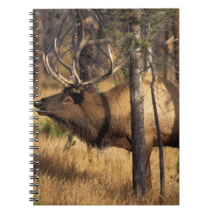 elk, Cervus elaphus, bull bugles in een verbrand Notitieboek