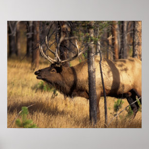 elk, Cervus elaphus, bull bugles in een verbrand Poster