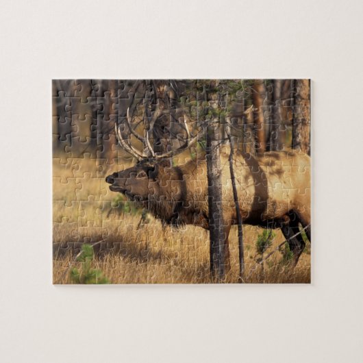 elk, Cervus elaphus, stier bazuint in een uitgebra Legpuzzel (Horizontaal)