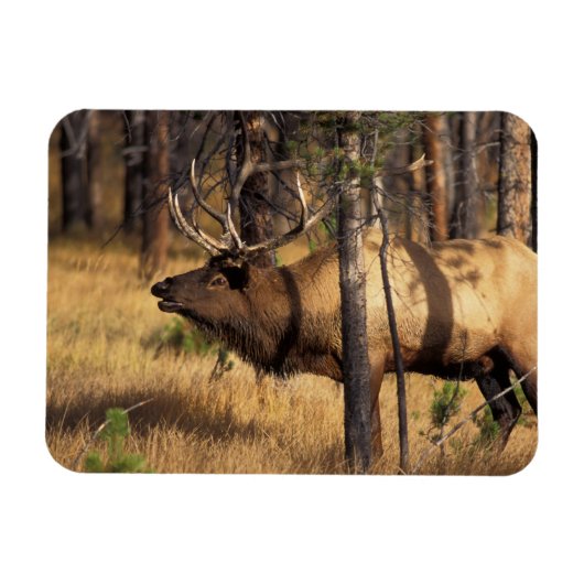 elk, Cervus elaphus, stier bazuint in een uitgebra Magneet (Horizontaal)