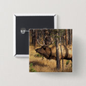 elk, Cervus elaphus, stier bazuint in een uitgebra Vierkante Button 5,1 Cm (Voorkant /achterkant)