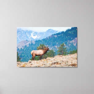 Elk (Cervus Elephus) Bull Bugling Canvas Afdruk