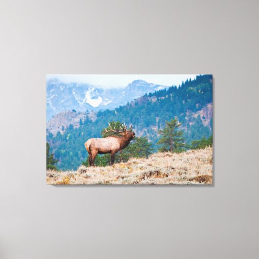 Elk (Cervus Elephus) Bull Bugling Canvas Afdruk (Voorkant)