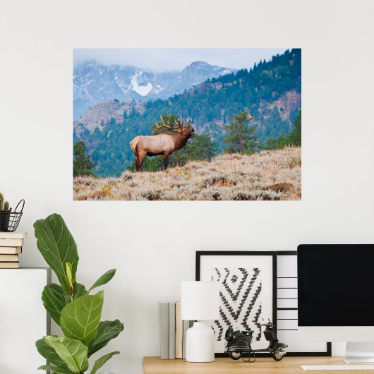 Elk (Cervus Elephus) Bull Bugling Poster (Thuiskantoor)