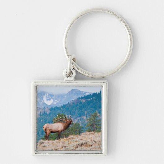 Elk (Cervus Elephus) Bull Bugling Sleutelhanger (Voorkant)