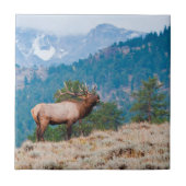 Elk (Cervus Elephus) Bull Bugling Tegeltje (Voorkant)