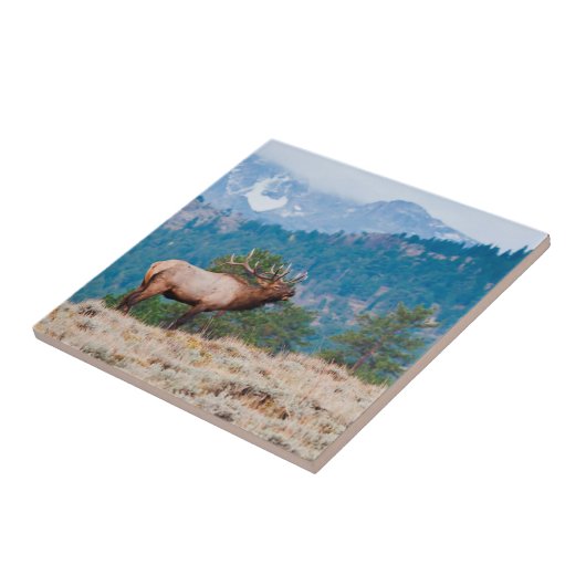 Elk (Cervus Elephus) Bull Bugling Tegeltje (Zijkant)