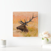 Elk (Cervus Elephus) die in weide gras rust Vierkante Klok (Huis)